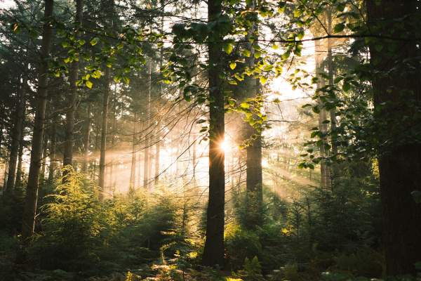 sunlight shining through forest